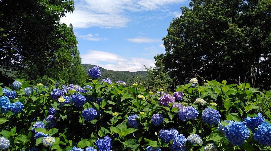 🌳 시민 사계절의 숲 (시민 시키노모리) 이미지 5